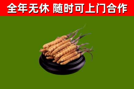 宁河回收冬虫夏草