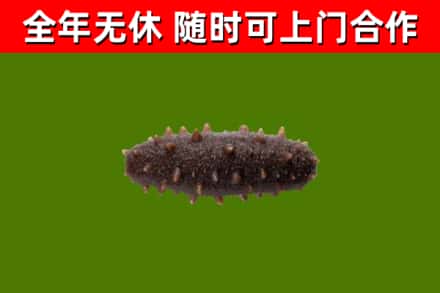 宁河回收海参干